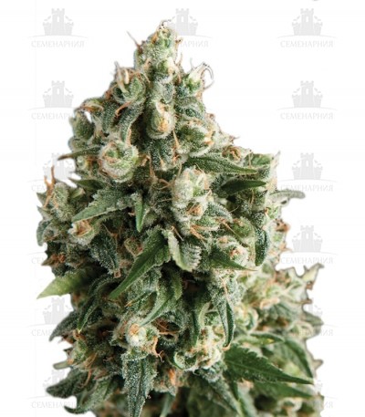 Lennon fem (Pyramid Seeds) Lennon fem (Pyramid Seeds)