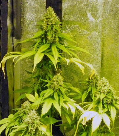 Семена сорта Lucid Bolt fem (Paradise Seeds) Семена сорта Lucid Bolt fem (Paradise Seeds) — изображение 3