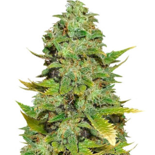 Семена сорта Mango Skunk regular (Nirvana Seeds) Семена сорта Mango Skunk regular (Nirvana Seeds)