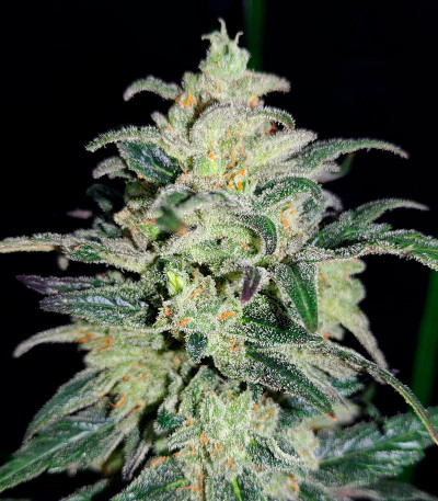 Mimosa Cake Auto fem (FastBuds) Mimosa Cake Auto fem (FastBuds) — изображение 4
