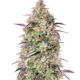 Mimosa Cake Auto fem (FastBuds) Mimosa Cake Auto fem (FastBuds)