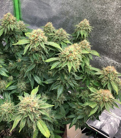 Mimosa X Orange Punch fem (Barney's Farm) Mimosa X Orange Punch fem (Barney's Farm) — изображение 4