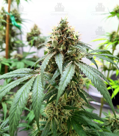 Mimosa X Orange Punch fem (Barney's Farm) Mimosa X Orange Punch fem (Barney's Farm) — изображение 5