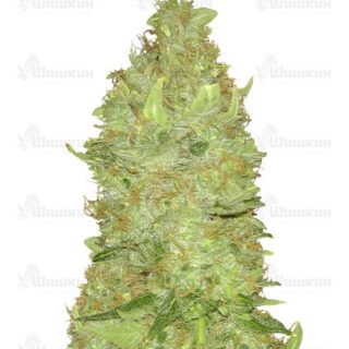 Семена сорта Misty Kush regular Семена сорта Misty Kush regular