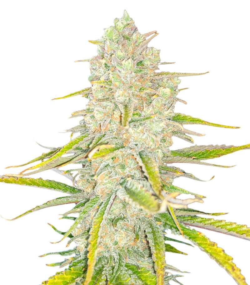 Семена сорта Monster Gelato fem (Monster Genetics) Семена сорта Monster Gelato fem (Monster Genetics)