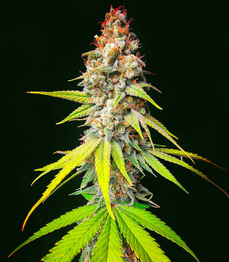 Сорт Monster Moby fem (Monster Genetics) Сорт Monster Moby fem (Monster Genetics) — изображение 4