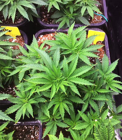 Monster Profit fem (Heavyweight Seeds) Monster Profit fem (Heavyweight Seeds) — изображение 3