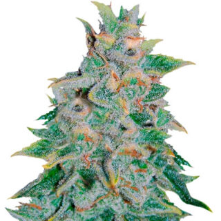 Семена сорта Northern Light Blue Auto fem (Delicious Seeds) Семена сорта Northern Light Blue Auto fem (Delicious Seeds)