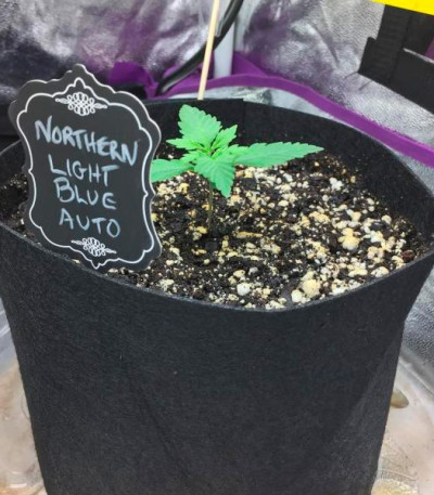 Семена сорта Northern Light Blue Auto fem (Delicious Seeds) Семена сорта Northern Light Blue Auto fem (Delicious Seeds) — изображение 3