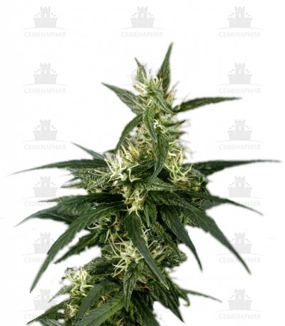 Neville's Haze fem (GHS) Neville's Haze fem (GHS)