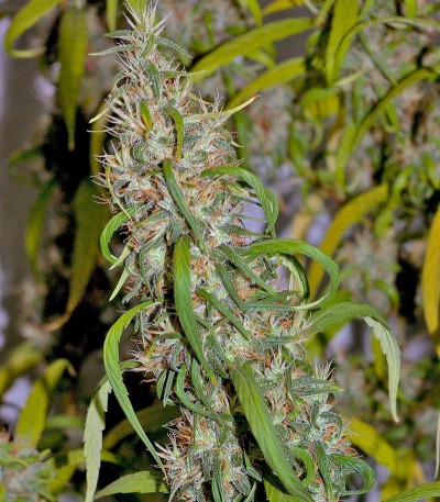 Neville's Haze fem (GHS) Neville's Haze fem (GHS) — изображение 2