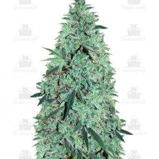 Сорт Niagara Auto fem (Doctor’s Choiсe) Сорт Niagara Auto fem (Doctor’s Choiсe)