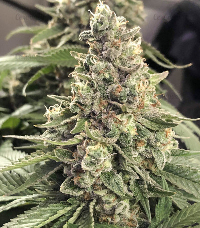 Northern Lights fem (Pyramid Seeds) Northern Lights fem (Pyramid Seeds) — изображение 3