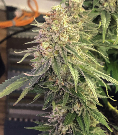 Northern Lights fem (Pyramid Seeds) Northern Lights fem (Pyramid Seeds) — изображение 2