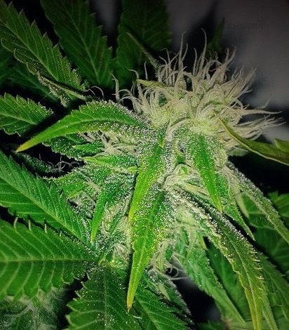 Семена сорта Sweet Amnesia Haze (Sweet Seeds) Семена сорта Sweet Amnesia Haze (Sweet Seeds) — изображение 5