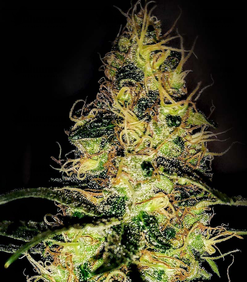 Семена сорта OG Kush S.F.V. fem (Advanced Seeds) Семена сорта OG Kush S.F.V. fem (Advanced Seeds) — изображение 2