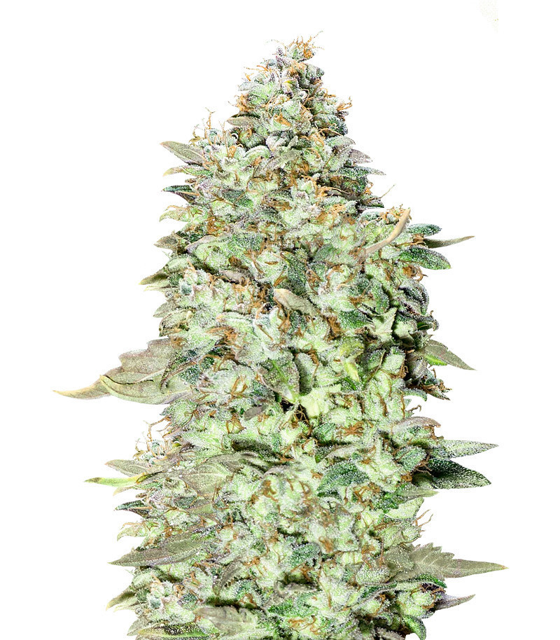 Семена сорта OG Kush S.F.V. fem (Advanced Seeds) Семена сорта OG Kush S.F.V. fem (Advanced Seeds)