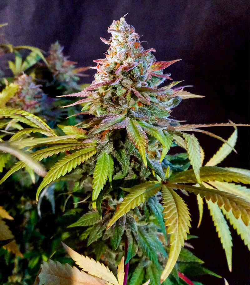 Original Clon fem (Blimburn Seeds) семена конопли Original Clon fem (Blimburn Seeds) семена конопли — изображение 3