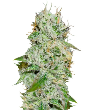 Семена сорта Original Juan Herer fem (Delicious Seeds) Семена сорта Original Juan Herer fem (Delicious Seeds)