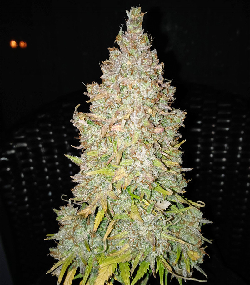 Семена сорта Original Afghan Kush Auto fem (FastBuds) Семена сорта Original Afghan Kush Auto fem (FastBuds) — изображение 3