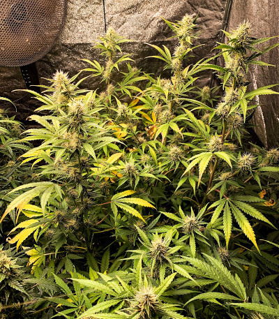 Original Jack Herer Auto fem (FastBuds) Original Jack Herer Auto fem (FastBuds) — изображение 4