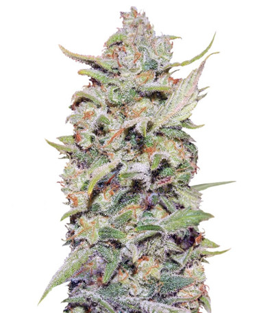 Семена сорта Peyote Critical (Barney's Farm) Семена сорта Peyote Critical (Barney's Farm)