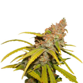 Pineapple Chunk (Barney's Farm) Pineapple Chunk (Barney's Farm)