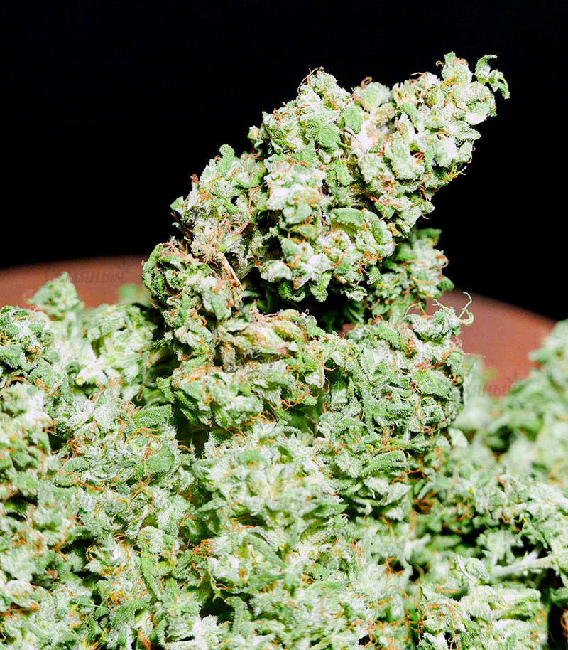 Семена сорта Pineapple Glue fem (Advanced Seeds) Семена сорта Pineapple Glue fem (Advanced Seeds) — изображение 3