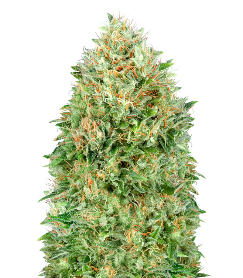 Семена сорта Pineapple Glue fem (Advanced Seeds) Семена сорта Pineapple Glue fem (Advanced Seeds)