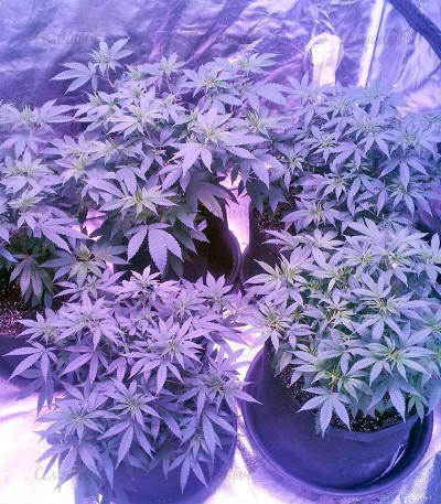Семена сорта Raspberry Cough fem (Nirvana Seeds) Семена сорта Raspberry Cough fem (Nirvana Seeds) — изображение 4