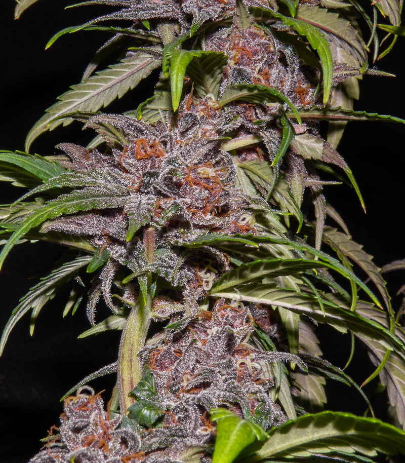 Семена сорта Red Poison Auto (Sweet Seeds) Семена сорта Red Poison Auto (Sweet Seeds) — изображение 6