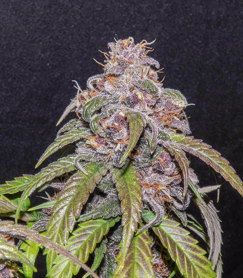 Семена сорта Red Poison Auto (Sweet Seeds) Семена сорта Red Poison Auto (Sweet Seeds) — изображение 5