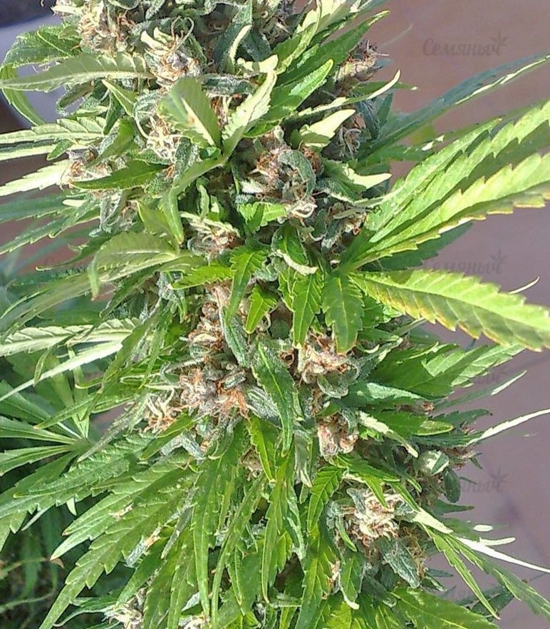 Семена сорта Red Poison Auto (Sweet Seeds) Семена сорта Red Poison Auto (Sweet Seeds) — изображение 3