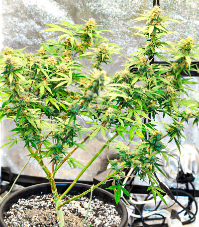 Runtz Auto fem (Barney's Farm) Runtz Auto fem (Barney's Farm) — изображение 4