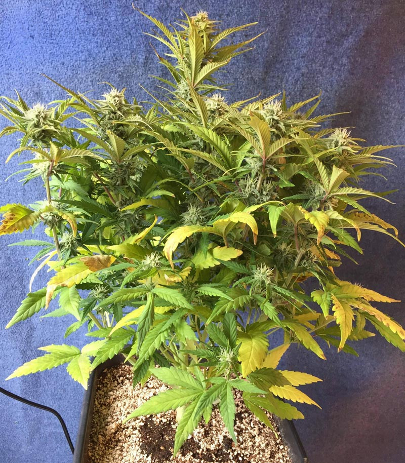 Семена сорта Runtz XL Auto fem (Sweet Seeds) Семена сорта Runtz XL Auto fem (Sweet Seeds) — изображение 2