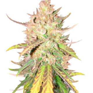 Семена сорта Sugar Candy fem (Delicious Seeds) Семена сорта Sugar Candy fem (Delicious Seeds)