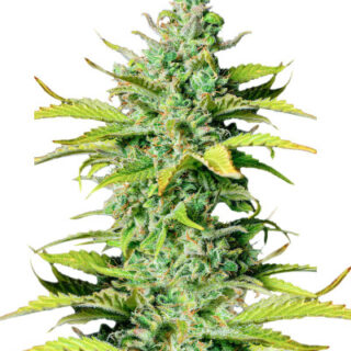Smoothie Auto fem (FastBuds) Smoothie Auto fem (FastBuds)