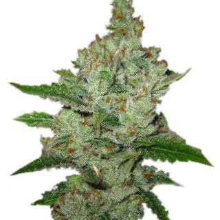 Семена сорта Super Lemon Haze fem (GHS) Семена сорта Super Lemon Haze fem (GHS)