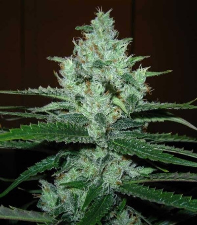 Семена сорта Super Lemon Haze fem (GHS) Семена сорта Super Lemon Haze fem (GHS) — изображение 4