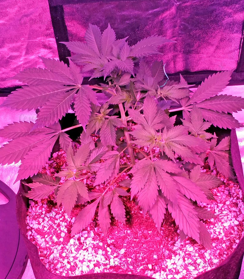 Семена сорта Sour Diesel Auto (Humboldt Seeds) Семена сорта Sour Diesel Auto (Humboldt Seeds) — изображение 5