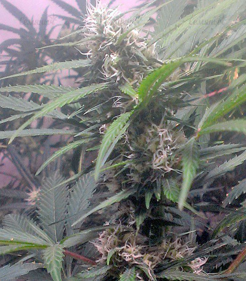 Семена сорта Sour Diesel Auto (Humboldt Seeds) Семена сорта Sour Diesel Auto (Humboldt Seeds) — изображение 6