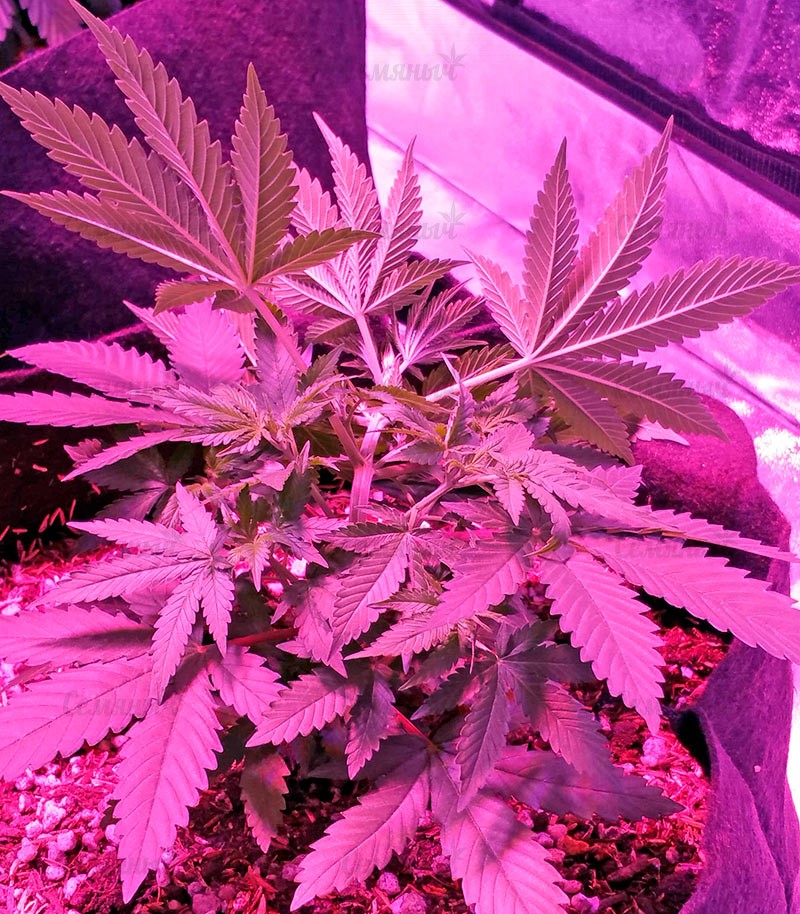 Семена сорта Sour Diesel Auto (Humboldt Seeds) Семена сорта Sour Diesel Auto (Humboldt Seeds) — изображение 8