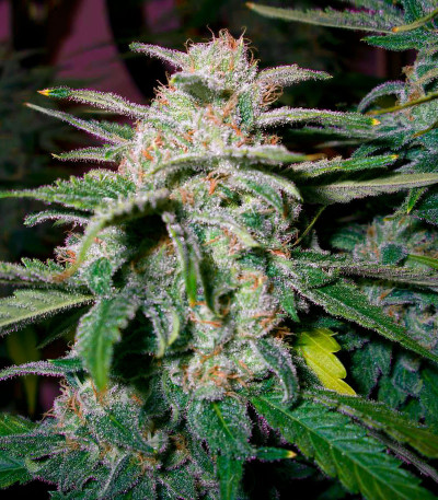 Сорт Tahoe Cure fem (Pyramid Seeds) Сорт Tahoe Cure fem (Pyramid Seeds) — изображение 3