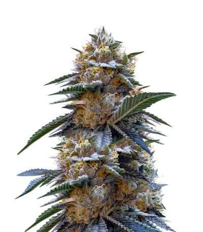 Сорт Tahoe Cure fem (Pyramid Seeds) Сорт Tahoe Cure fem (Pyramid Seeds)