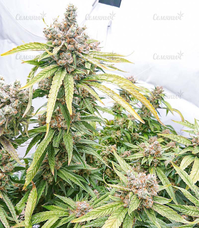 Tropic Punch fem (Heavyweight Seeds) Tropic Punch fem (Heavyweight Seeds) — изображение 4