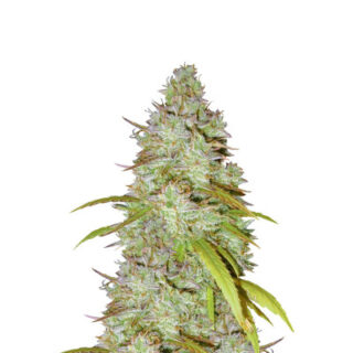 Семена сорта Wedding Cheesecake Auto fem (FastBuds) Семена сорта Wedding Cheesecake Auto fem (FastBuds)