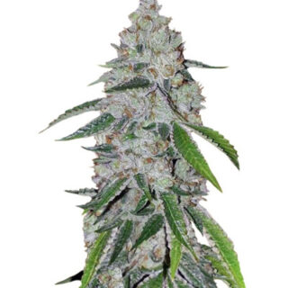 West Coast O.G. auto fem (FastBuds) семена конопли West Coast O.G. auto fem (FastBuds) семена конопли