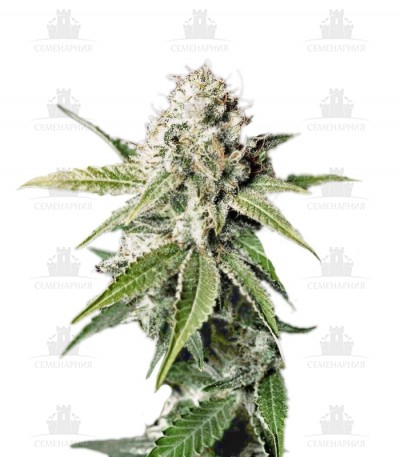 White Widow fem (GHS) White Widow fem (GHS)
