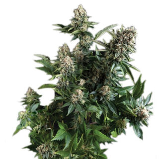White Widow fem (Pyramid Seeds) White Widow fem (Pyramid Seeds)