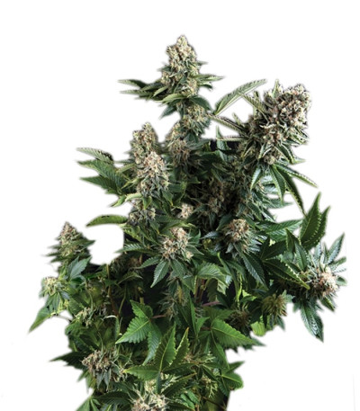 White Widow fem (Pyramid Seeds) White Widow fem (Pyramid Seeds)